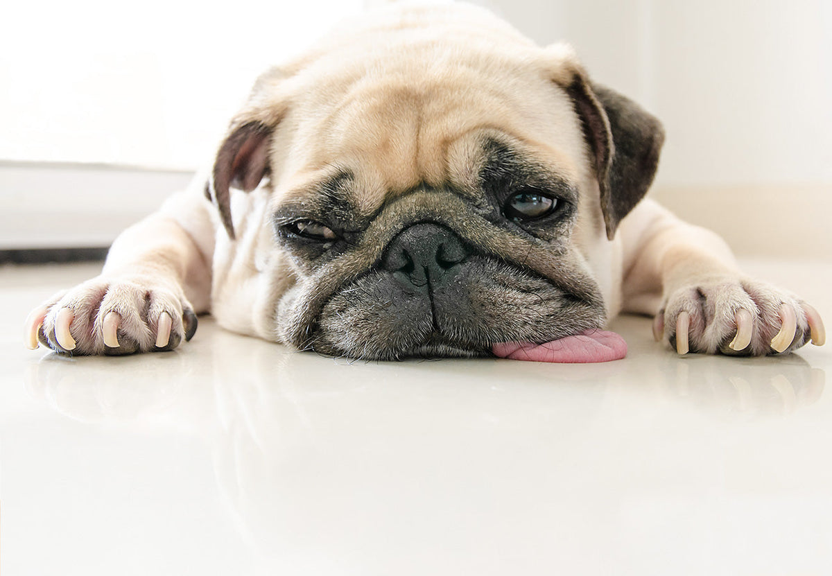 Dog Sounds Like Has A Hairball & Gagging - Help! | PetCubes Dog Sounds Like Has A Hairball & Gagging - Help! | PetCubes