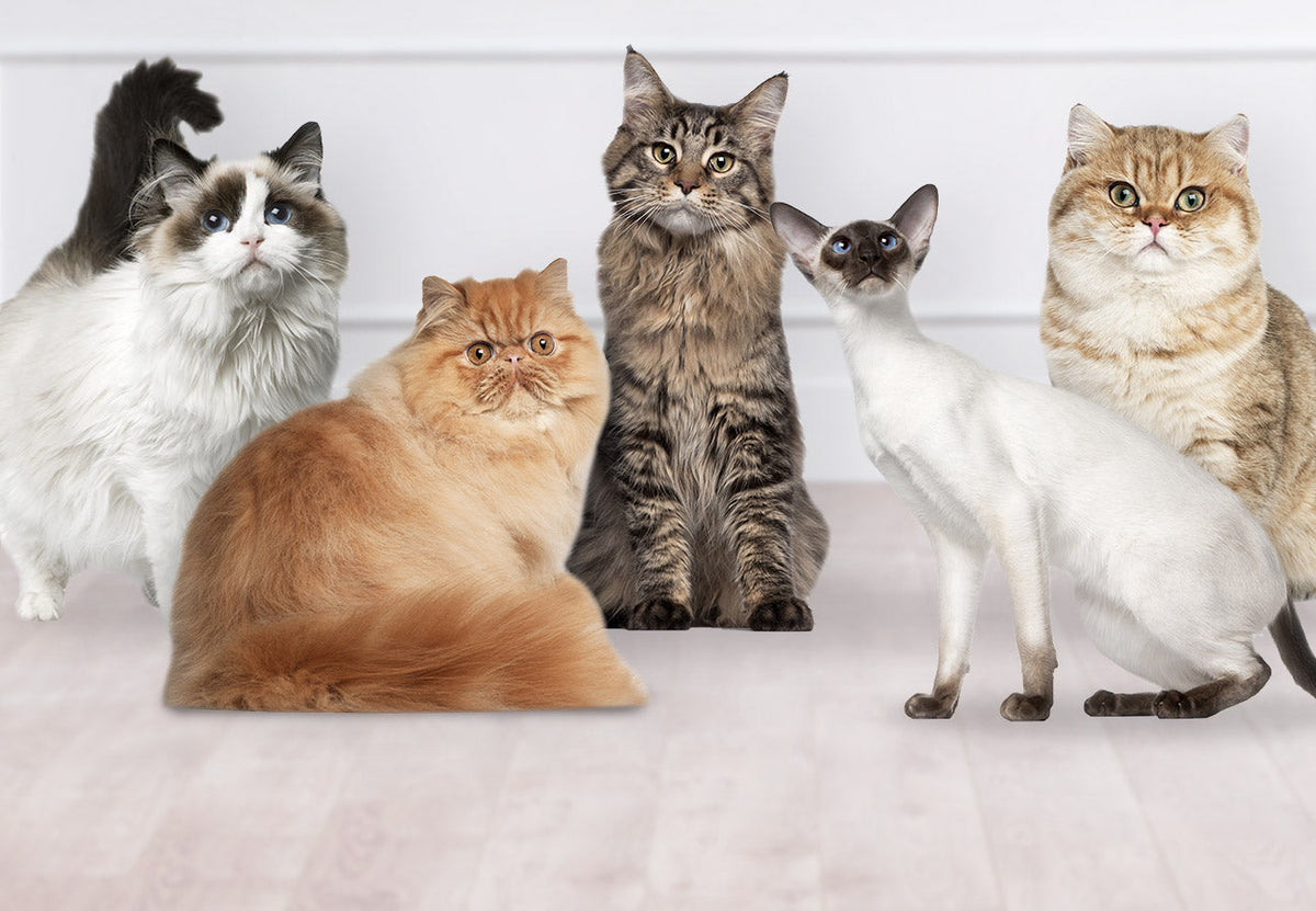 Understanding Cat Breed Popularity in the UK