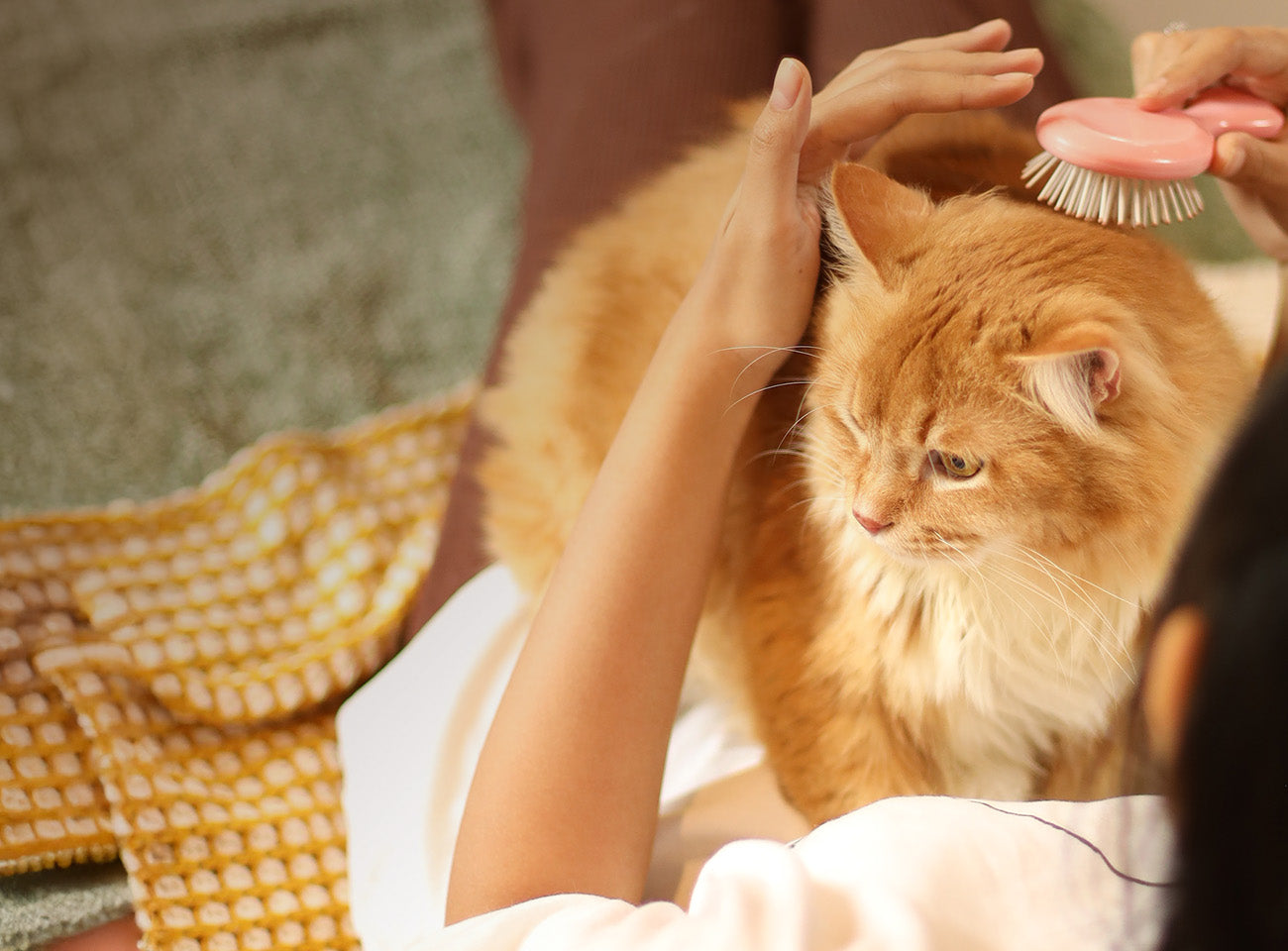 byob gently cooked  for cat