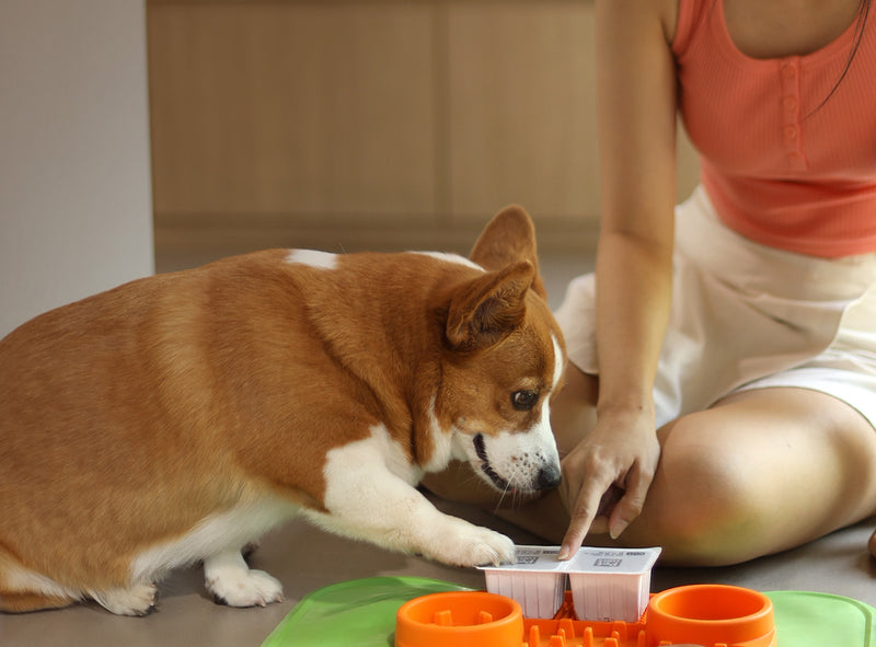 BYOB adult dog gently cooked