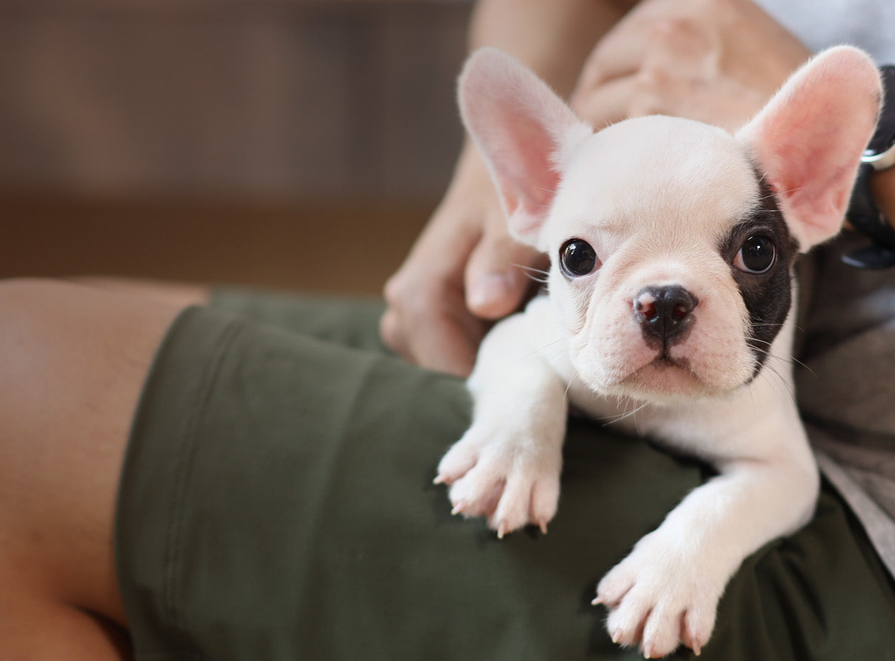 BYOB puppy