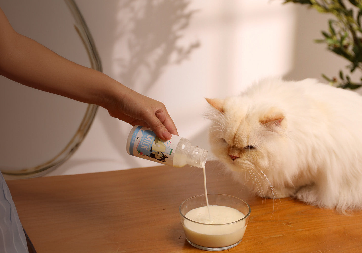 Gut Health in Every Sip