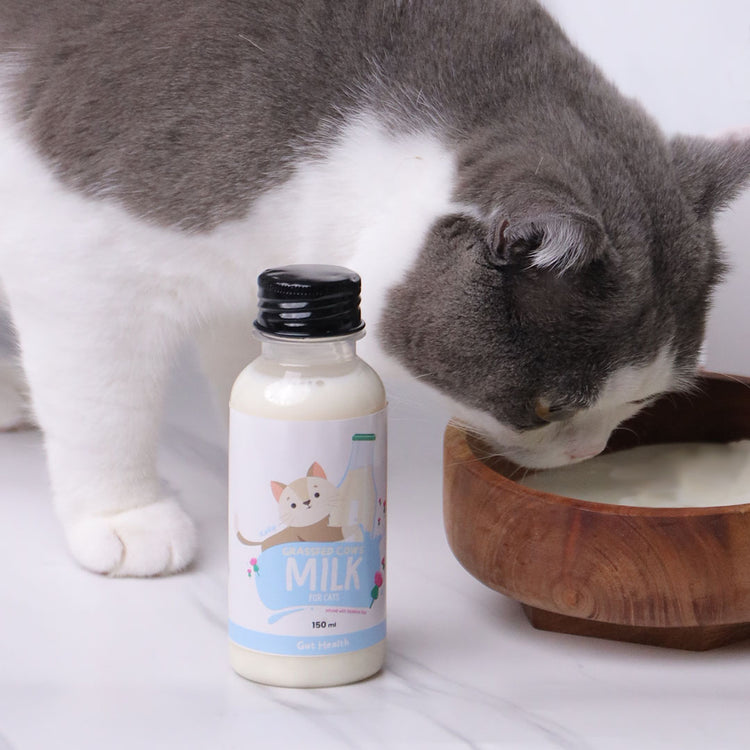 Kefir Milk for Dogs & Cats