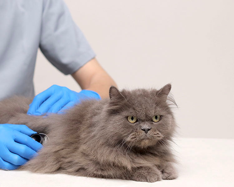 kickstart your pet's recovery journey