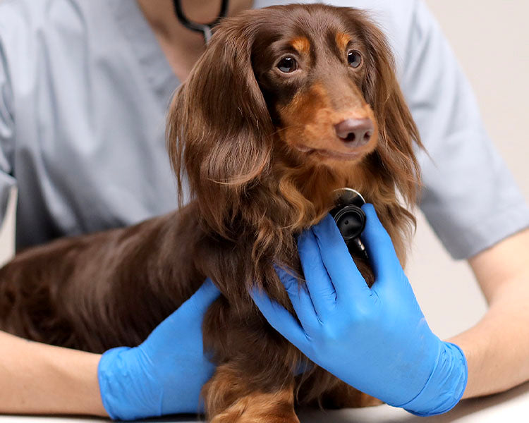 kickstart your pet's recovery journey