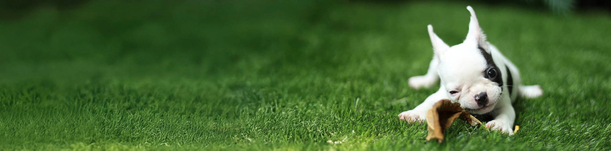 Alternative Protein for Dogs