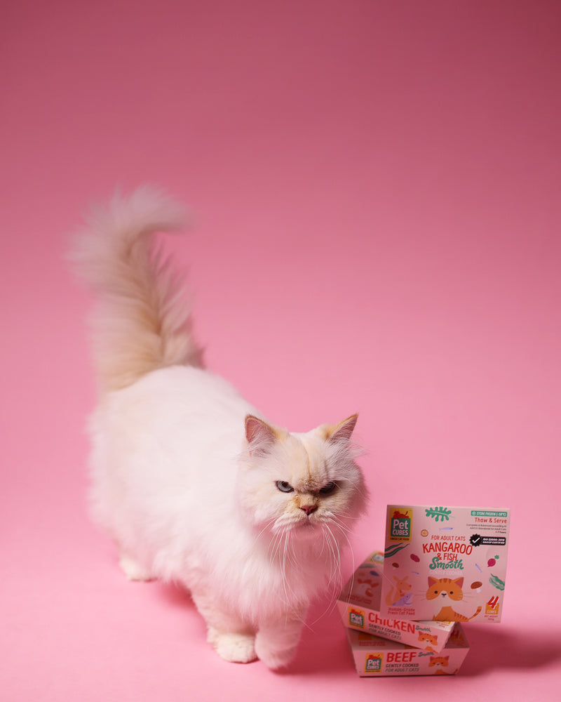 Some cats just know what they want.