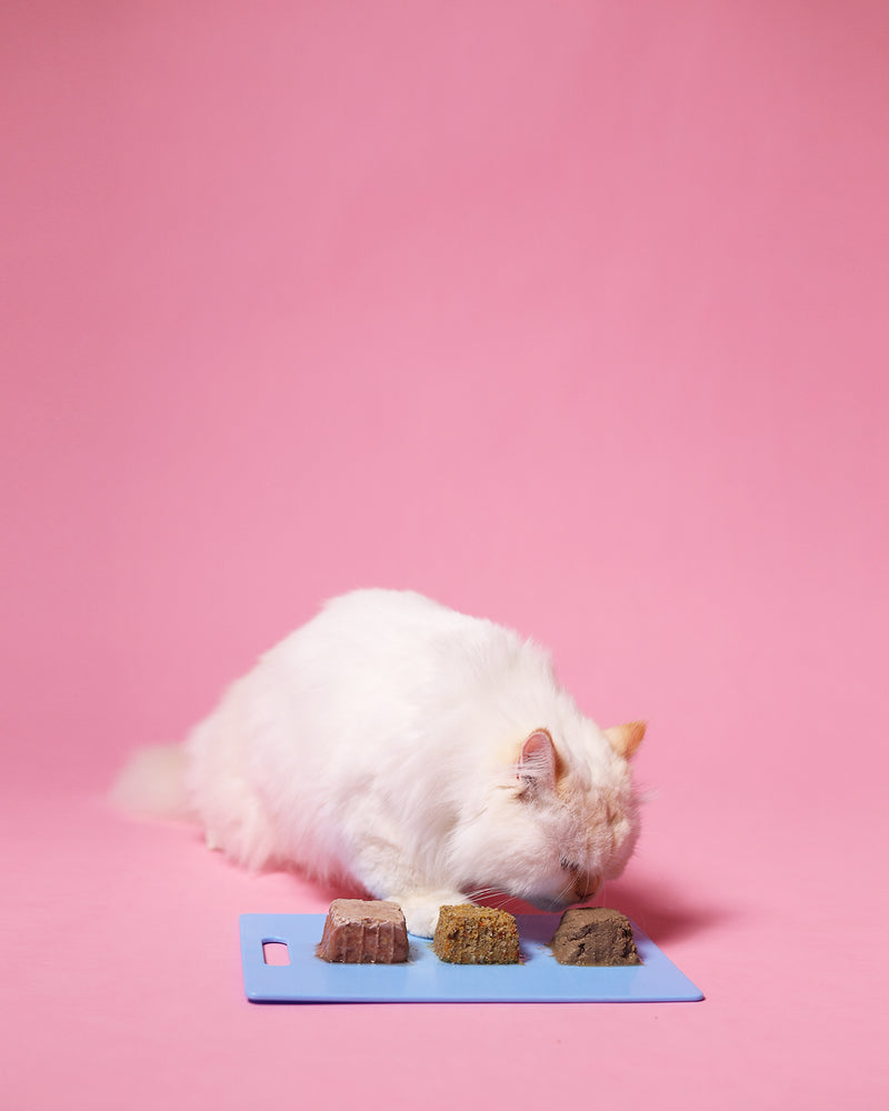 For cats who take their texture seriously.