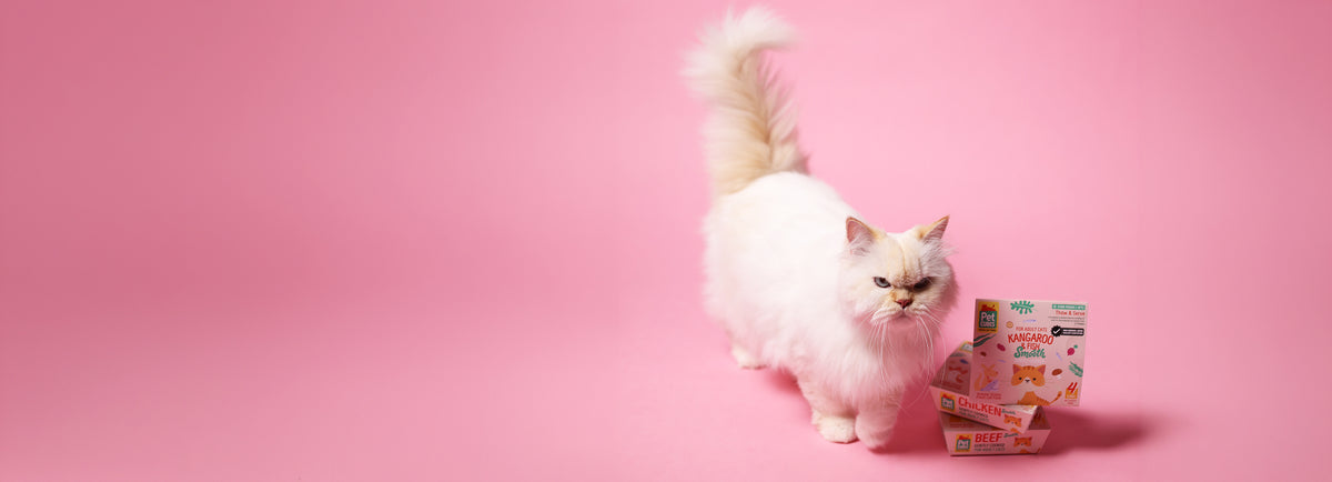 Some cats just know what they want.
