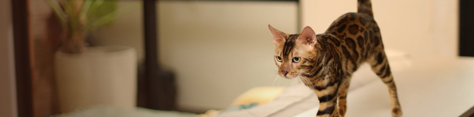 Bestsellers for Cats