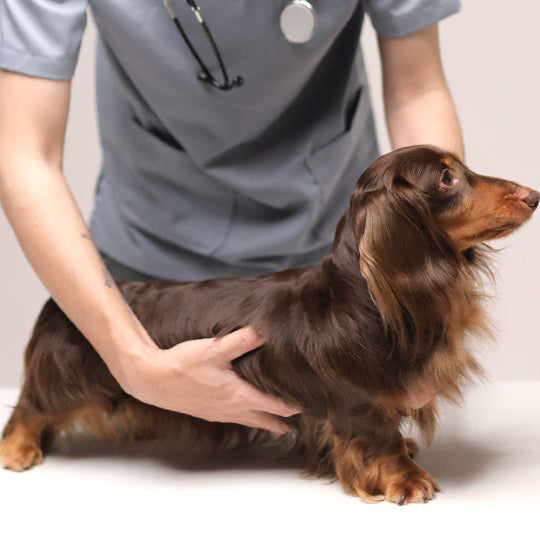 Vet Directory