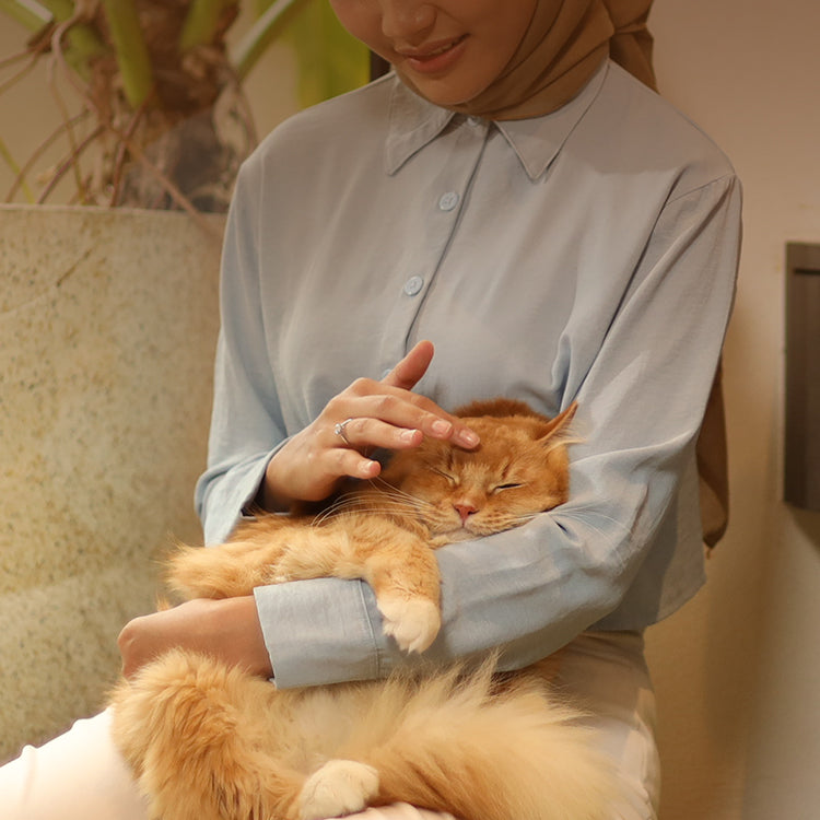 Adult Cats