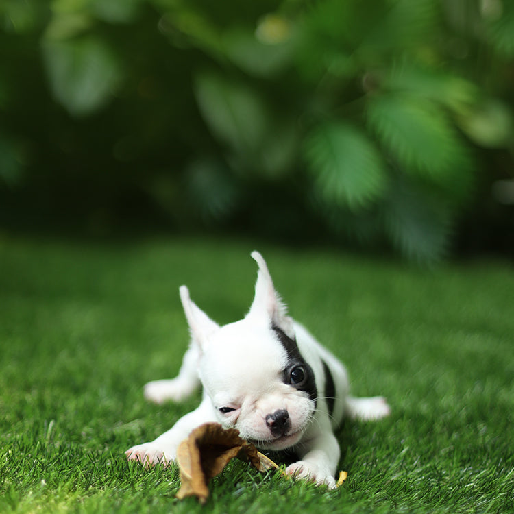 Alternative Protein for Dogs