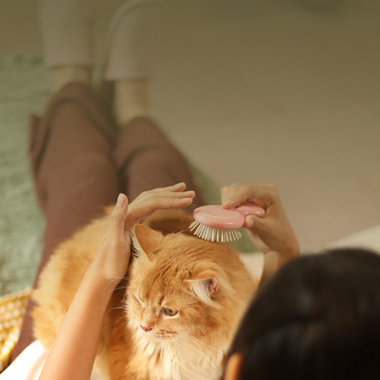 BYOB Gently Cooked for Cats