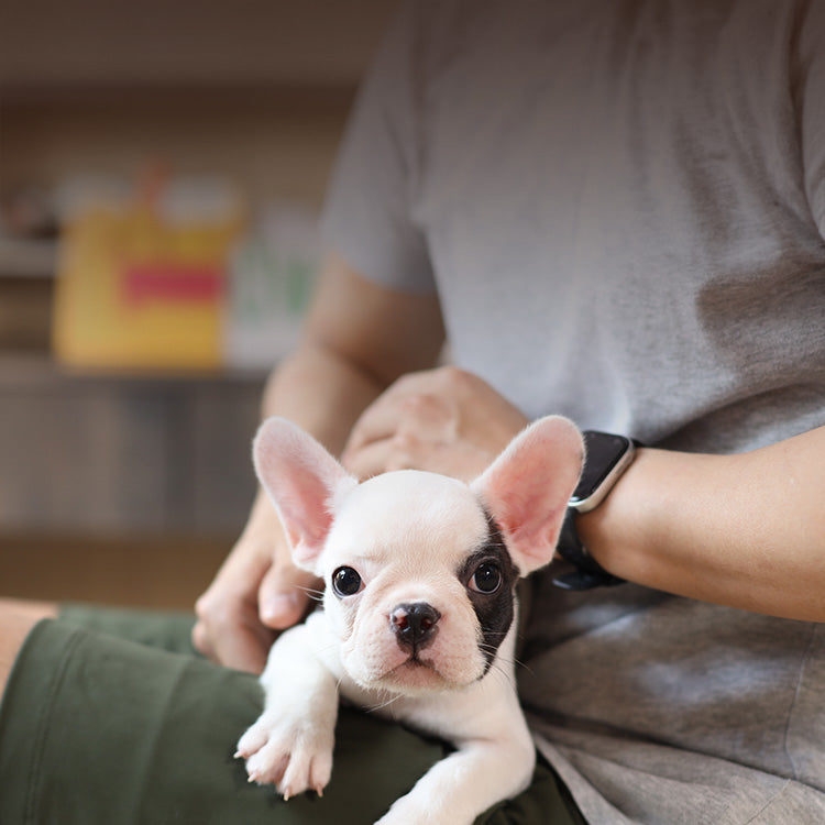 BYOB - Puppy
