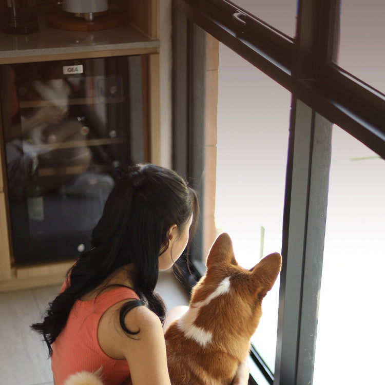 New Arrivals for Dogs