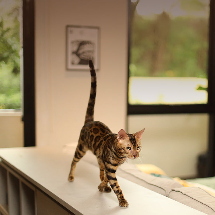 Bestsellers for Cats
