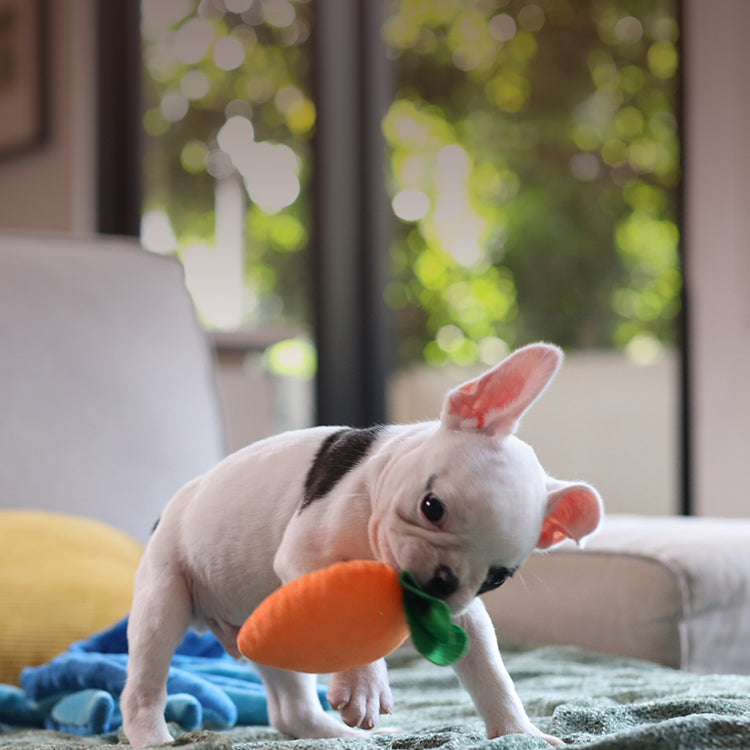 Bestsellers for Dogs