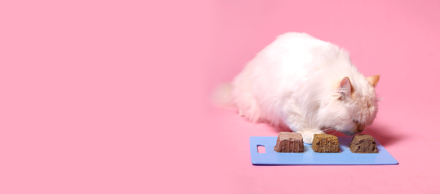 Finally, a fresh meal your cat will actually finish.