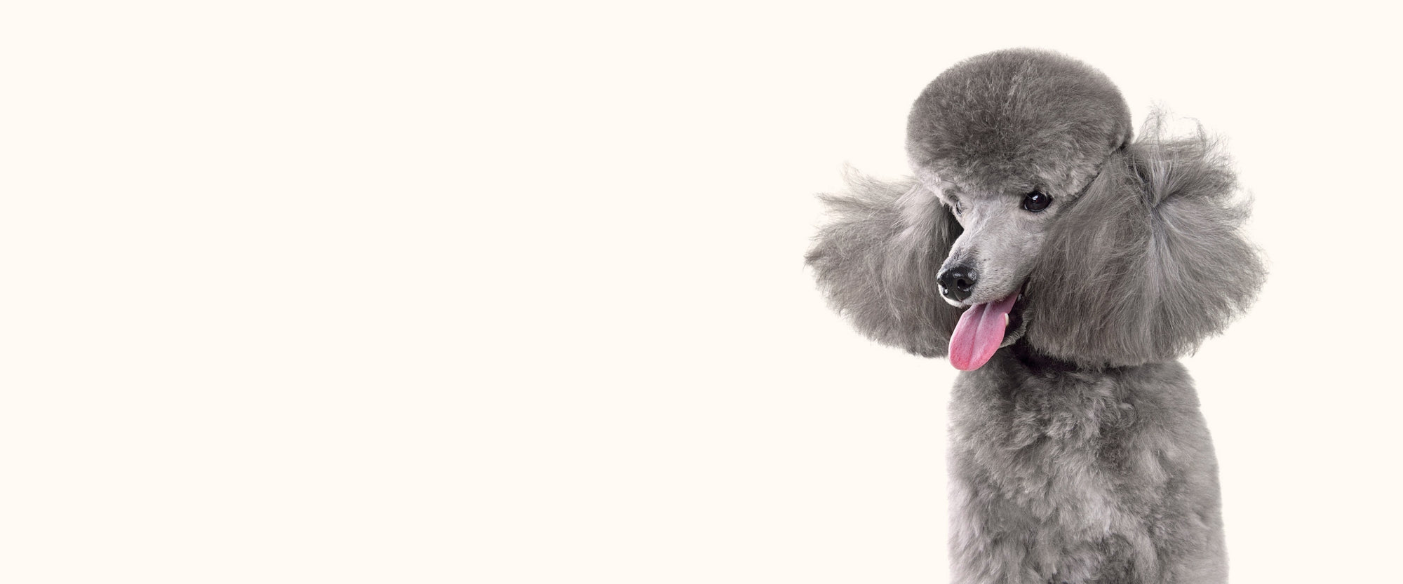 Give Your Pet the Best