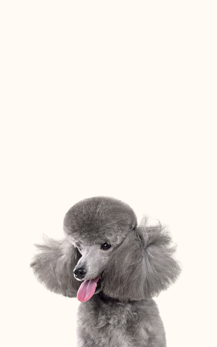 Give Your Pet the Best