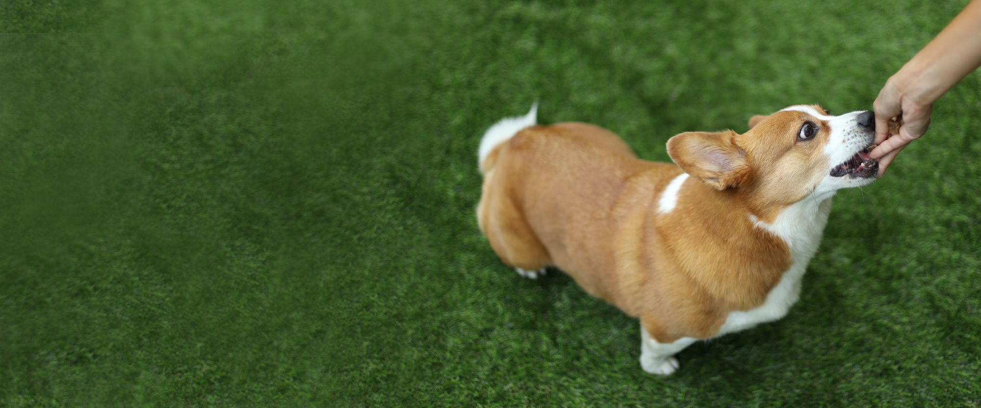 The Multi-Ingredient Advantage