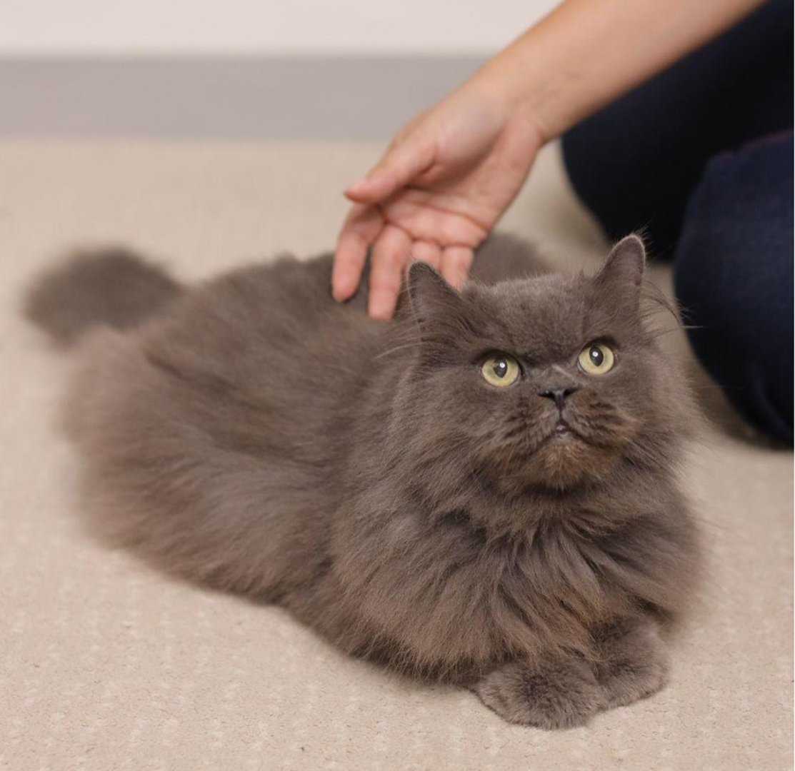 kickstart your pet's recovery journey