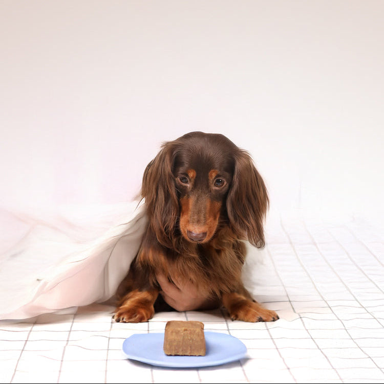 kickstart your pet's recovery journey